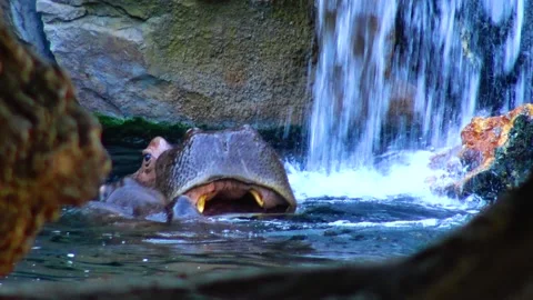 Hippo swimming in the pool at the zoo Stock Footage 233741173