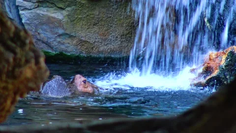 Hippo swimming in the pool at the zoo Stock Footage 233741196