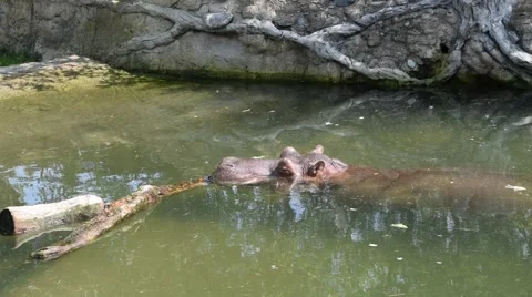 Hippo swimming in water Stock Footage 42856341