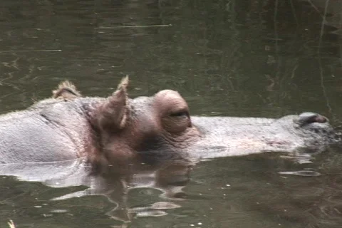 A hippo swims out of frame Video stock 548746