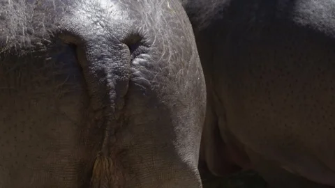 Hippo tail close up Stock Footage 109507370