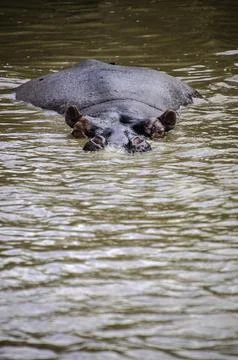 Hippo taking a refreshing dip in the river Fotos de archivo