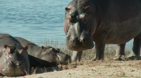 Hippo threat display Stock Footage 372568