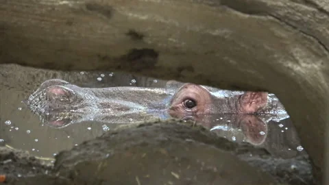 Hippo Through a Log 스톡 동영상 138672779