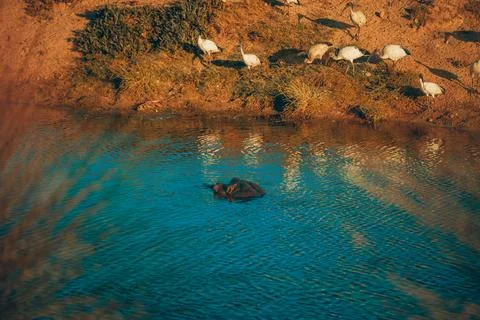 Hippo under the water Stock Photos