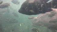 Hippo Underwater And African Fish Stock Footage