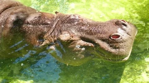Hippo underwater. Stock Footage 55378863