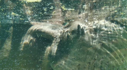 Hippo underwater. Stock Footage 55379266