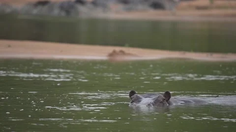 Hippo Waiting In River - Slow Motion Stock Footage 158929557