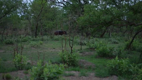 Hippo Walking On Land Stock Footage 158930037