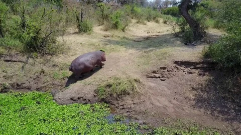 Hippo Walking On River Front Video stock 84111995