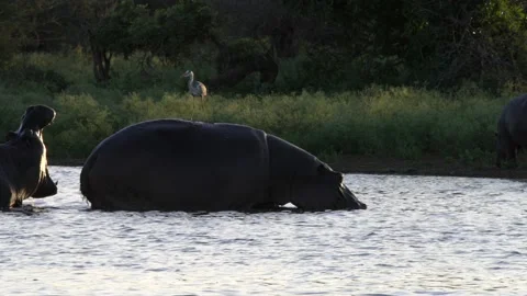A hippo is walking through the water to the river bank Stock Footage 232220973