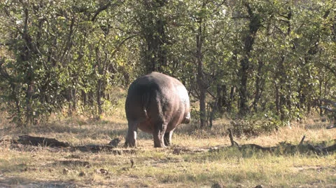 Hippo walks into woods Video stock 22565285