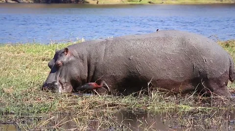 Hippo wallows and feeds in the grass along Chobe River, Botswana, Africa. Stock Footage 44086864