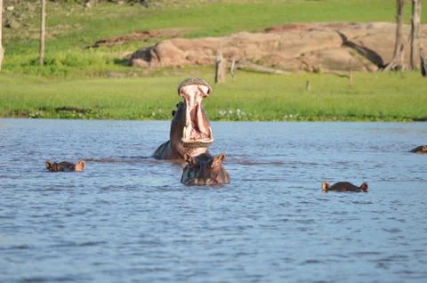 Hippo Warning Stock Photos