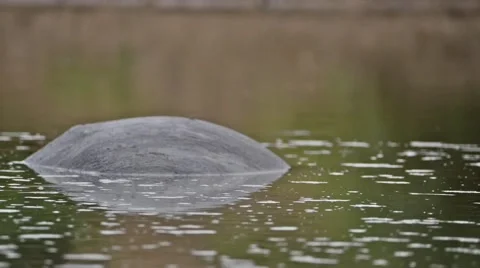 Hippo in water close up 스톡 동영상 50359639