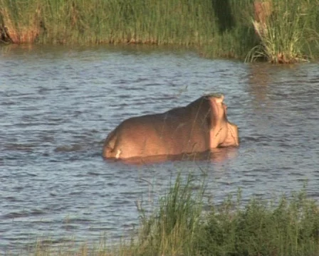 Hippo in water Video stock 558376