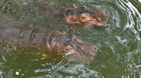 Hippo in the water Stock Footage 53811324