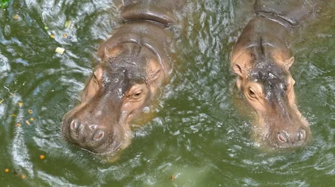 Hippo in the water Stock Footage 53812436