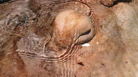Hippo in the water. Stock-Footage 55270269