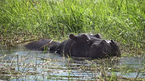 Hippo in water Vidéo 65429612