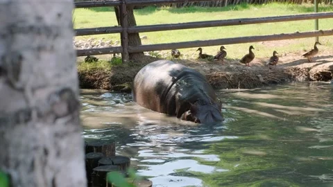Hippo in the water Stock Footage 137652320