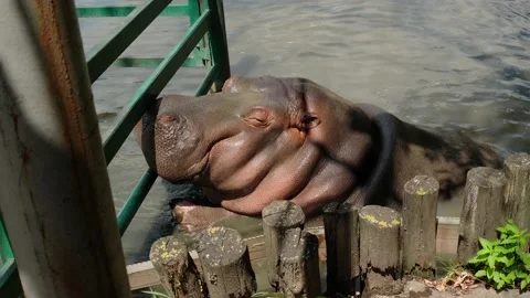 Hippo in the water Stock Footage 137653268