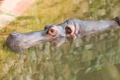 Hippo in the water Stock Photos