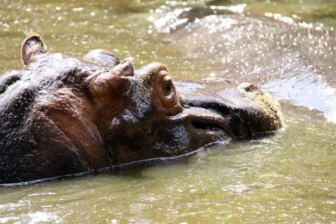 Hippo in the water Stock Photos