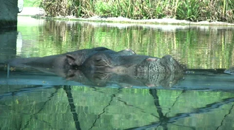 Hippo in water pool Stock-Footage 42079670