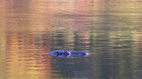 Hippo Yawn &amp; Bellow Video stock 70050797