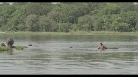Hippo Yawn Stock Footage 32144781