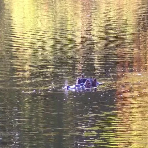 Hippo Yawning Stock Footage 69592854