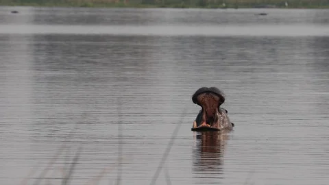 Hippo yawning massively into camera Stock Footage 113965261
