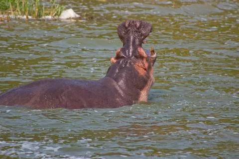 Hippo Yawning Stock Photos