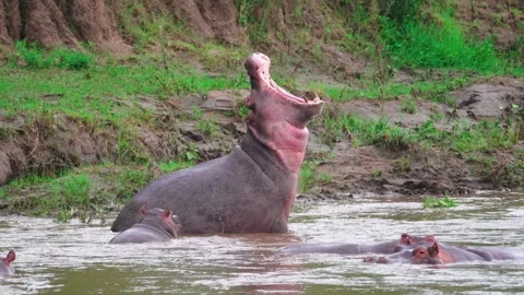 Hippo Yawning In A River Stock Footage 305124399