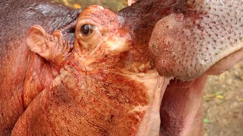 Hippo yawns. Close-up. Stock Footage 63045349