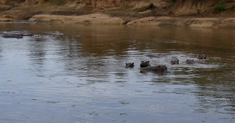 Hippo Yawns Stock Footage 60386553