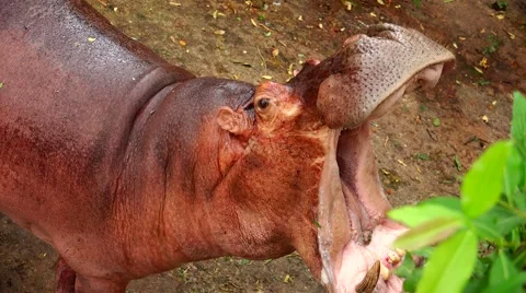 Hippo yawns. Stock Footage 63045259