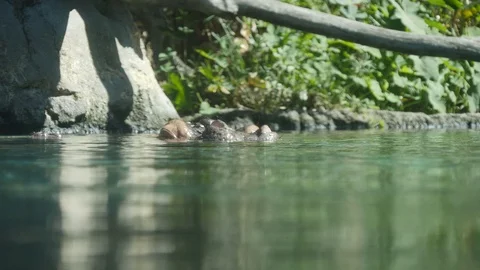 Hippo In The Zoo Stock Footage 87772952