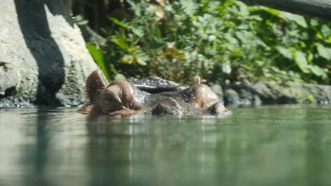 Hippo In The Zoo Stock Footage 87773286