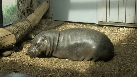 Hippo in Zoo 動画素材 197482314