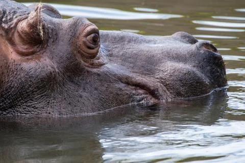 Hippo at Zoo Stock Photos