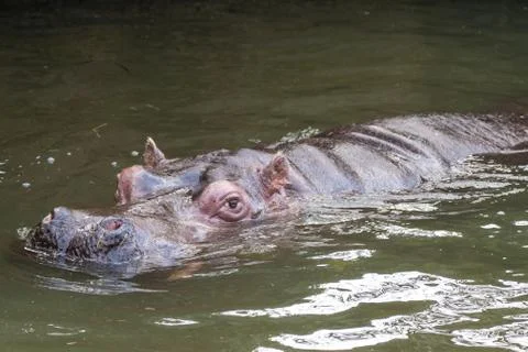 Hippo at Zoo Stock Photos