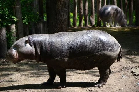 Hippo in the zoo Stock Photos