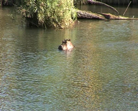 Hippo2 Video stock 559218