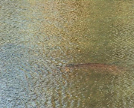 Hippo3 Video stock 559241