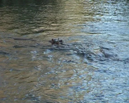 Hippo4 Video stock 559247