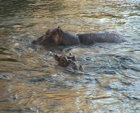 Hippo5 Video stock 547830