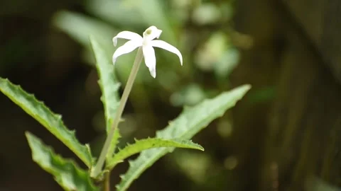 Hippobroma longiflora in bloom, also called star of Bethlehem or madamfate Stock Footage 327377867